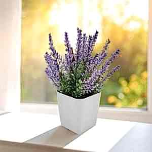 Bitki Yetiştirme Seti ( 7,5 x 6 x 8,3 cm )